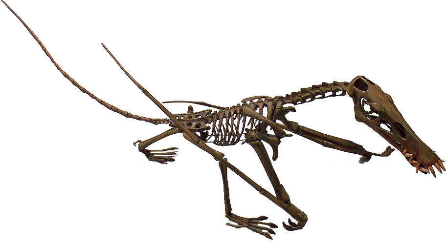 Dorygnathus Banthensis Ground Posture - Dorygnathus (912x502), Png Download