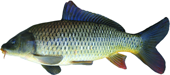 Common Carp - Маленький Сазан (600x281), Png Download