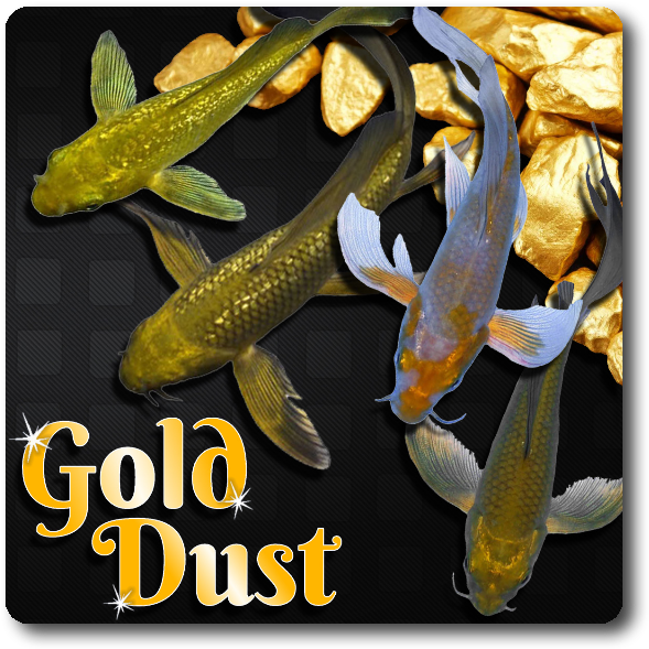 Gold Dust Butterfly Koi Free Shipping - Gold Nuggets For Leaders And Future Leaders [book] (638x638), Png Download