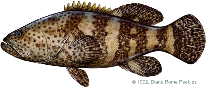 Grouper, Goliath - Sea Of Cortez Grouper (720x318), Png Download