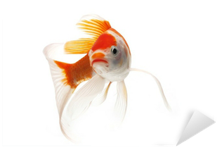 Goldfish (400x400), Png Download