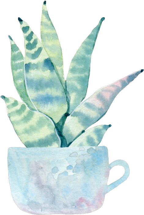 Simply Echeveria Cactus In Pastel Cactus Green (480x709), Png Download