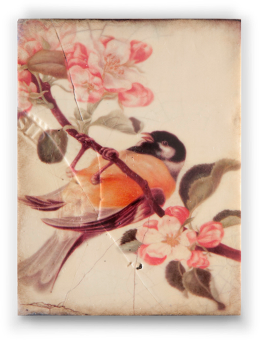 Spring 2010 - Porcellana - Sid Dickens (843x1100), Png Download