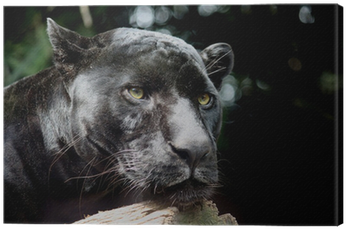 First Wall Art - Black Panther Over Wood Wall Art Painting (400x400), Png Download