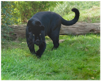 Black Jaguar Stalking (400x400), Png Download