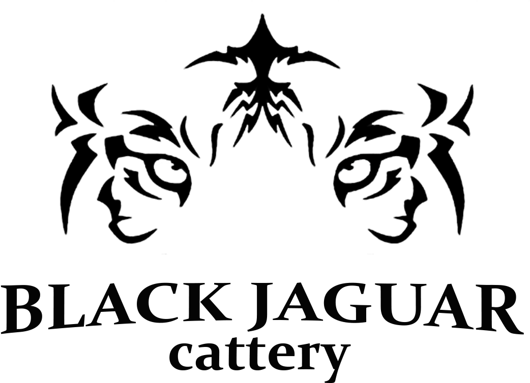 Logo4 - Custom Mtb/ Cycling Jerseys (1113x928), Png Download
