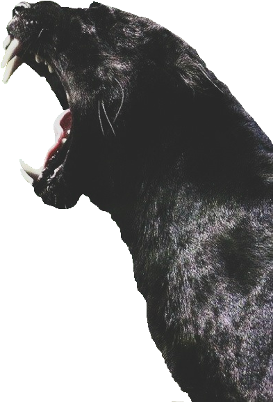 Monday Dopeness On Sneakhype Tap The Link For An Awesome - Black Panther Animal Profile (500x716), Png Download