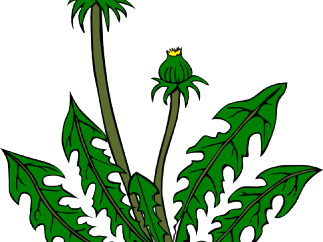 Weed Joint Cliparts Free Download Clip Art - Dandelion Clip Art (640x480), Png Download