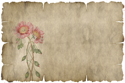 Parchment, Paper, Leaves, Flower, Old - Png Parchemnt (510x340), Png Download