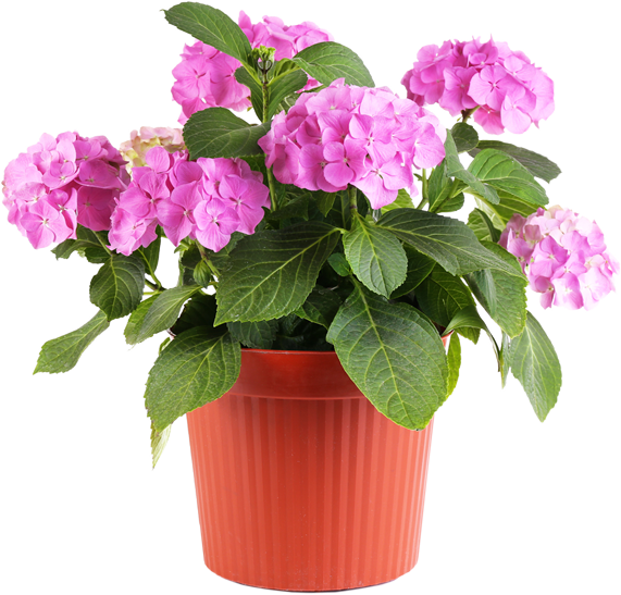 Feel Good About Visiting The Same Nursery Where The - Flower In Pot Png (571x547), Png Download