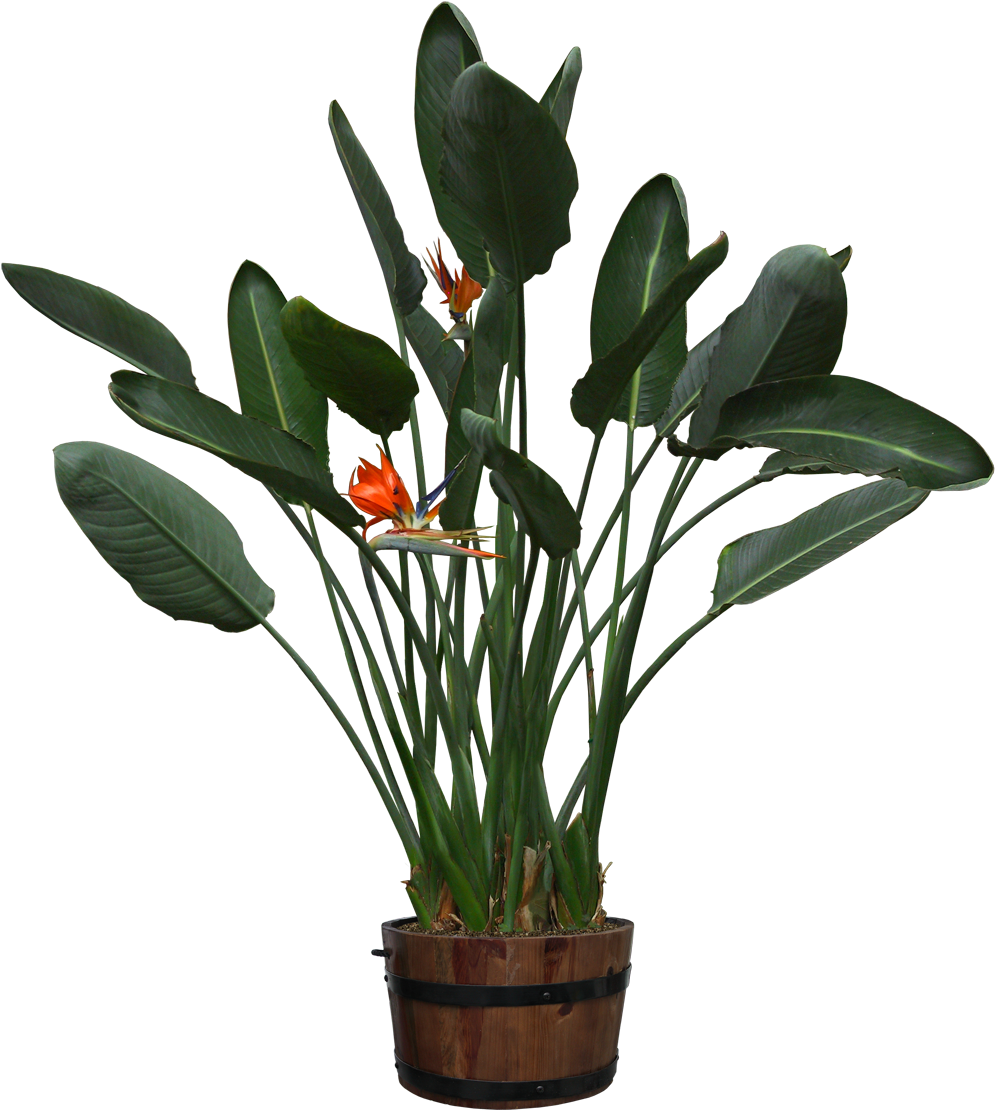 Visit - Cut Out Pot Plants (1040x1160), Png Download