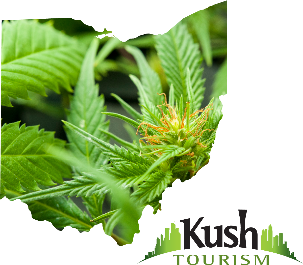 Ohio Joint Travel Regulations Images Ohio Marijuana - Cannabis (1500x1125), Png Download