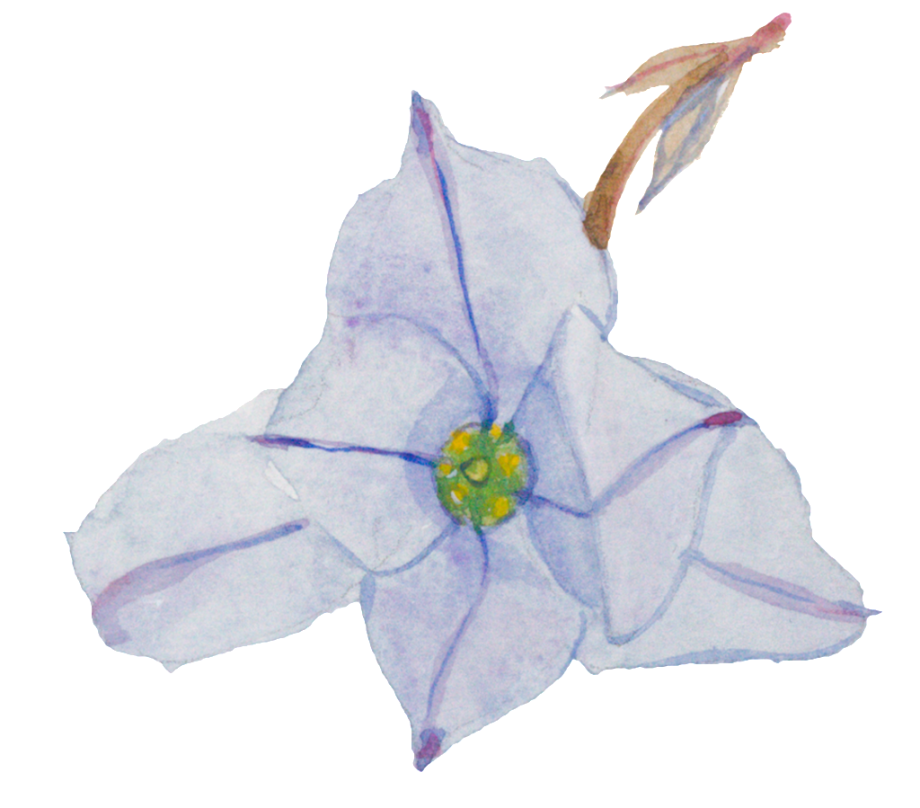 Purple Hand Painted Small Flower Watercolor Transparent - Watercolor Painting (1024x899), Png Download