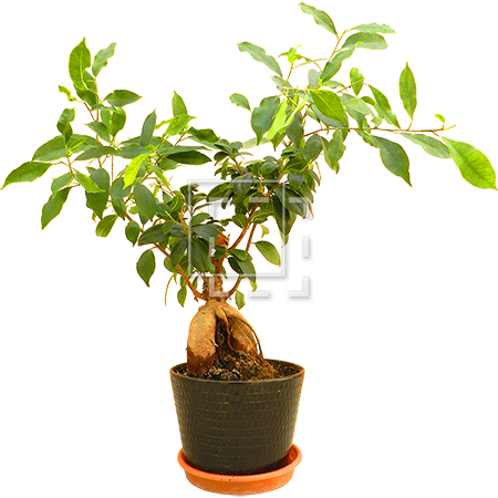 Cutout People - Flowerpot (450x450), Png Download