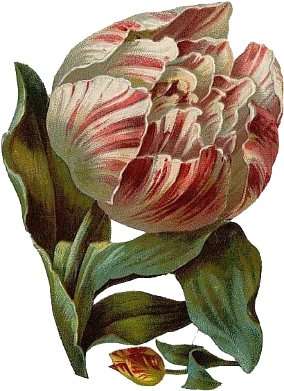 Multicolor Tulips - Angeli. Storie Vere, Testimonianze E Racconti Diretti (425x584), Png Download