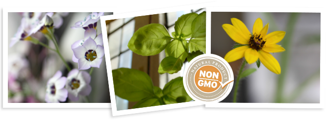 Enjoy The Flowers - Pansy (670x258), Png Download