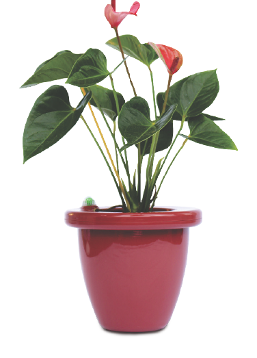 Previous - Next - Potted Plants Transparent (376x523), Png Download