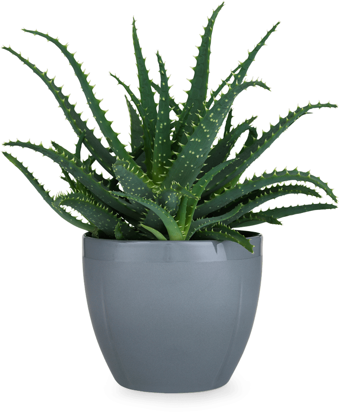 Potted Plant Png - Rosendahl - Grand Cru Cachepot Grey 14 Cm (1200x1200), Png Download