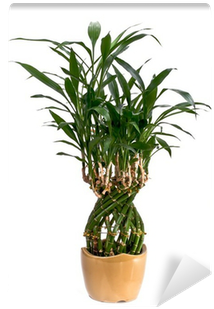 Bamboo (400x400), Png Download
