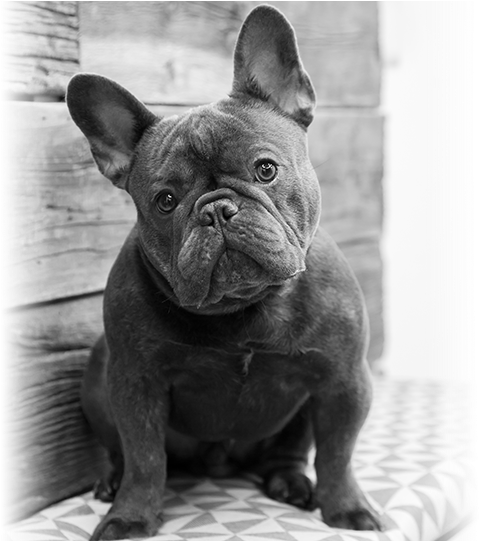Download Contact Us - French Bulldog PNG Image with No Background ...