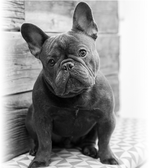 Contact Us - French Bulldog (540x540), Png Download