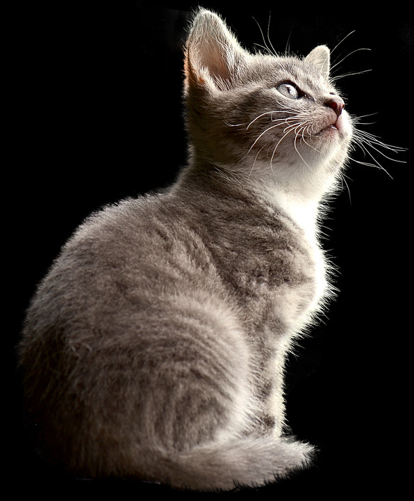 Fun Facts Abouts Animals (596x720), Png Download