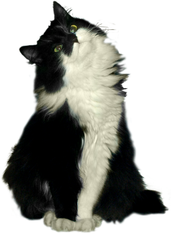 Cat (571x800), Png Download