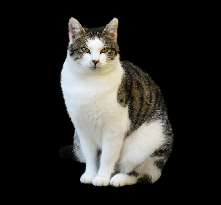 Png Images - Cat (777x720), Png Download