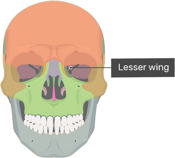 Greater Wing Is The Larger Of Two Wing-like Lateral - Frontal Process (672x550), Png Download