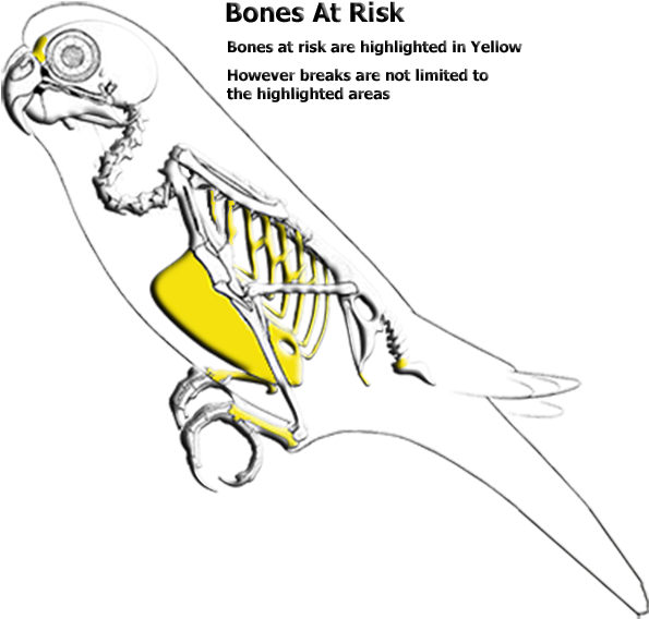 Weak Areas - Parakeet Bones (600x600), Png Download