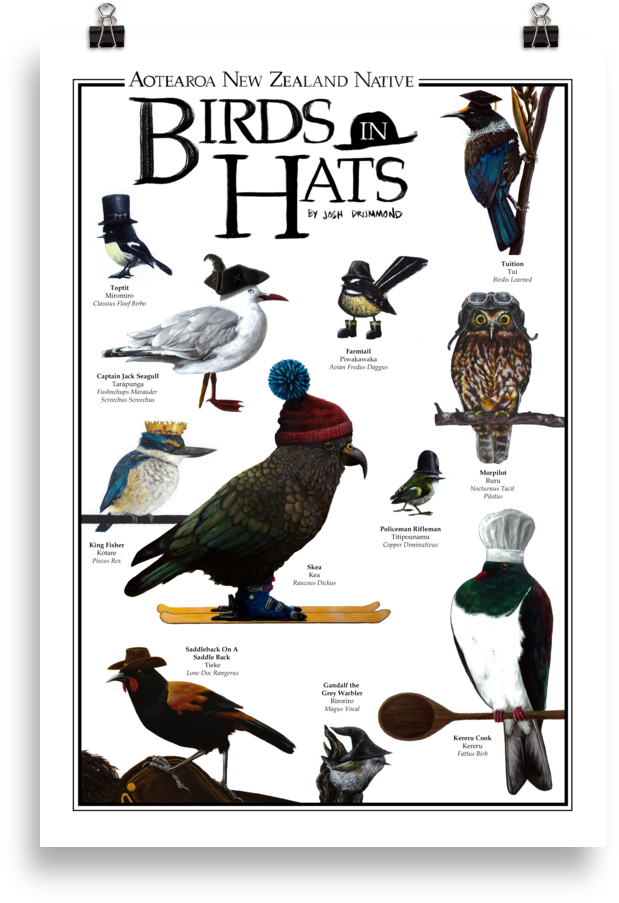 Aotearoa New Zealand Native Birds In Hats - African Grey (1000x1000), Png Download