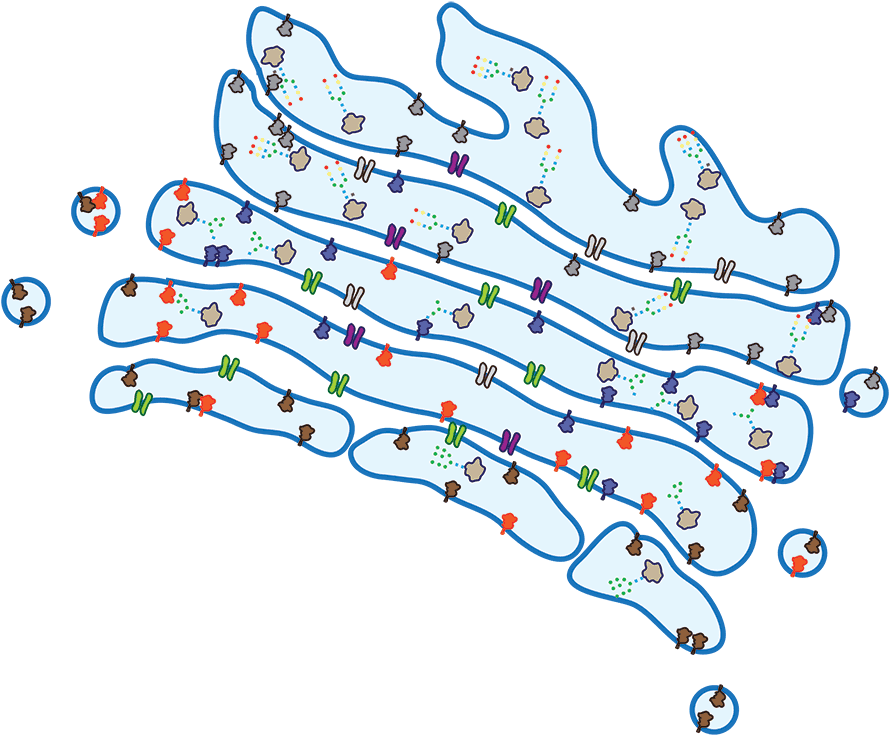 The Golgi Apparatus Has Long Been Studied As A Key - Glycosylation In Golgi Apparatus (900x757), Png Download
