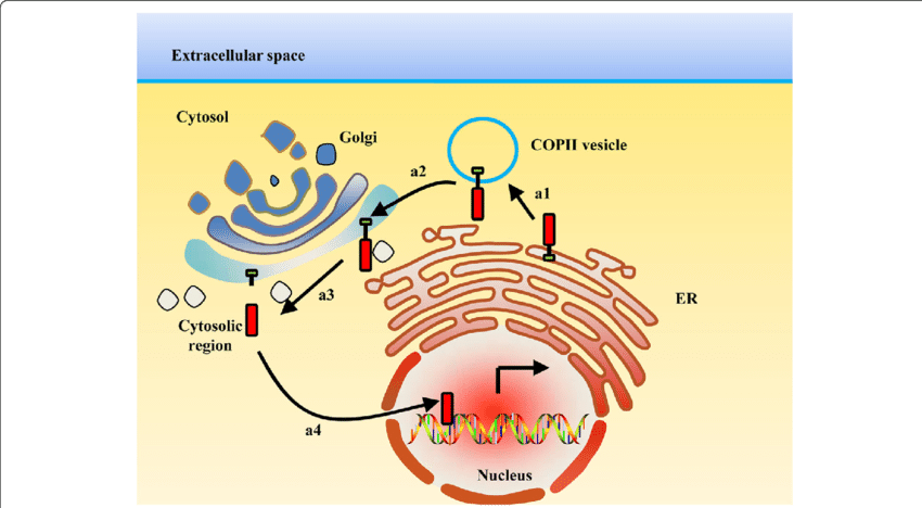 Er Membrane Located Proteins Are Transported To The - Golgi Apparatus (850x468), Png Download