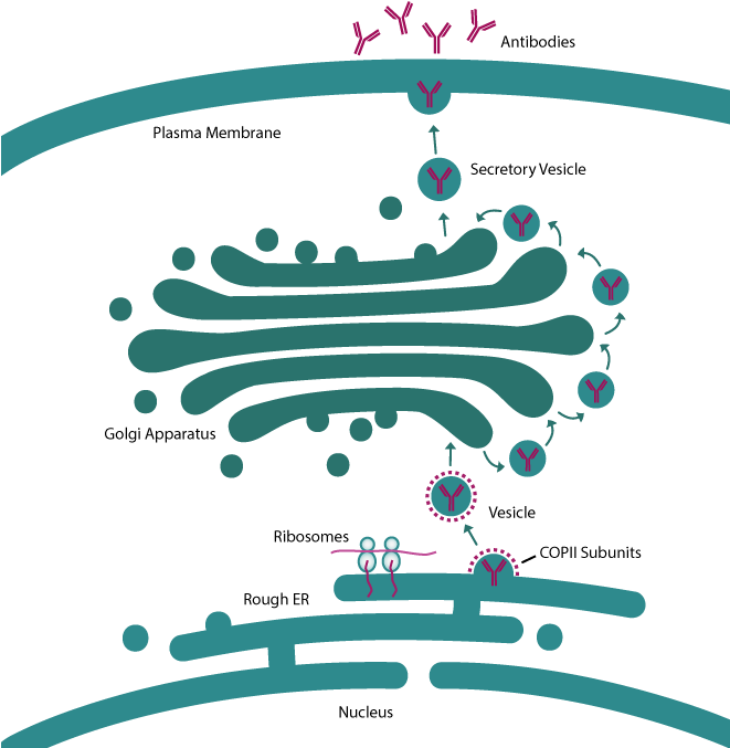 Secretion - Signal Peptide Secretion Pathway (660x700), Png Download