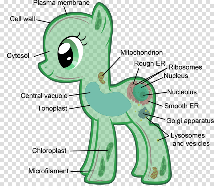Eukaryotic Cells My Little Pony Clipart Plant Cell - Eukaryotic Plantae (900x780), Png Download