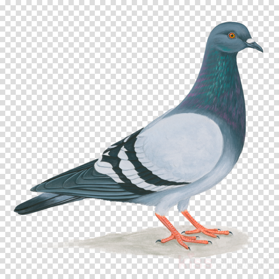 Rock Pigeon Clipart Homing Pigeon Pigeons And Doves - Pigeons And Doves (900x900), Png Download