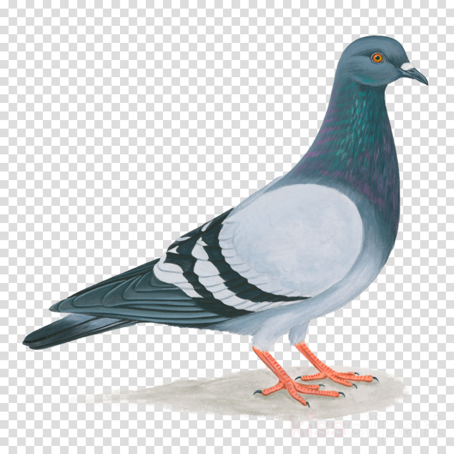 Download Rock Pigeon Clipart Homing Pigeon Pigeons And Doves Pigeons And Doves PNG Image with