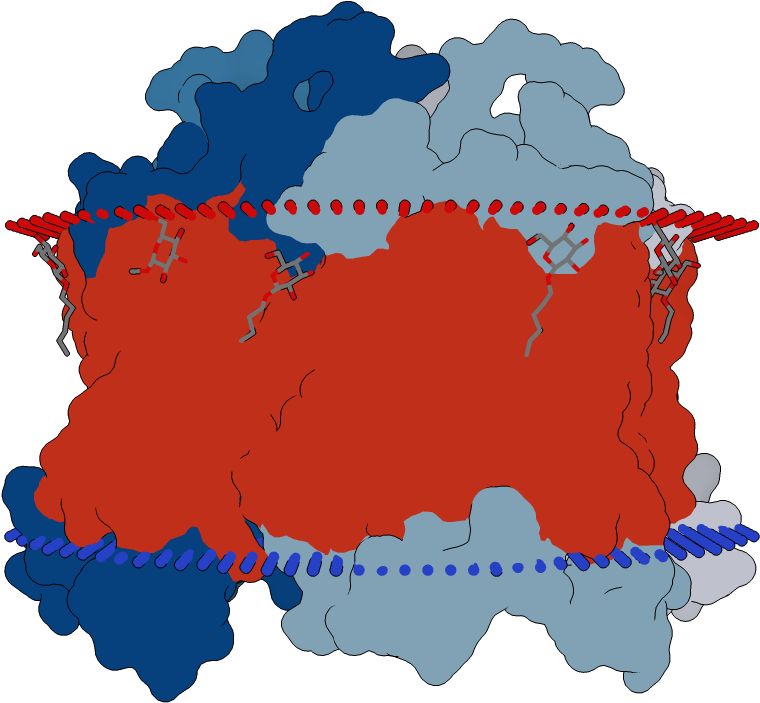 Transmembrane Flat Surface Display Opm - Illustration (1000x1000), Png Download