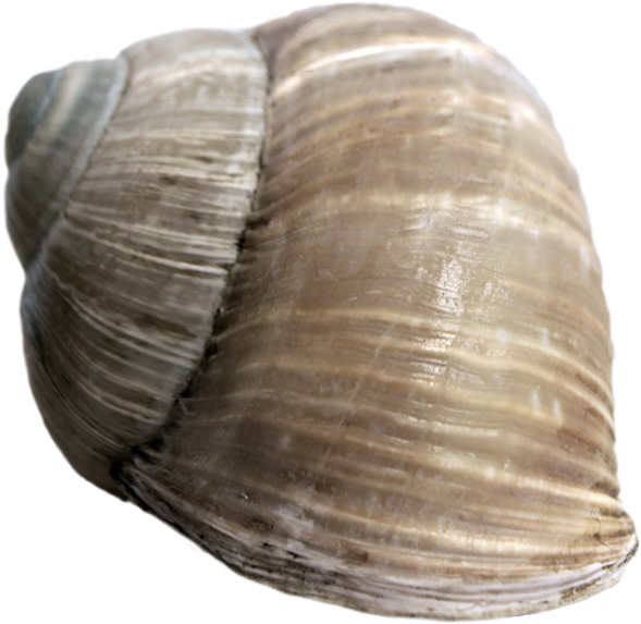 Snail Shell Png - Baltic Clam (628x628), Png Download