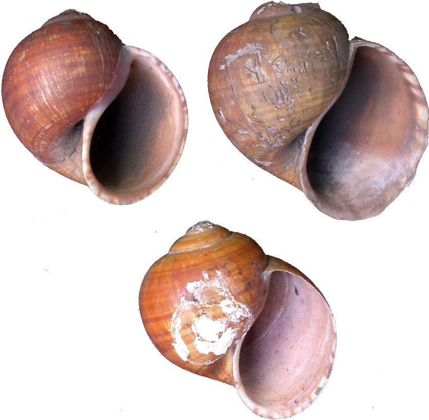 019 Columbiensis Mnhn 1 - Lymnaeidae (846x827), Png Download