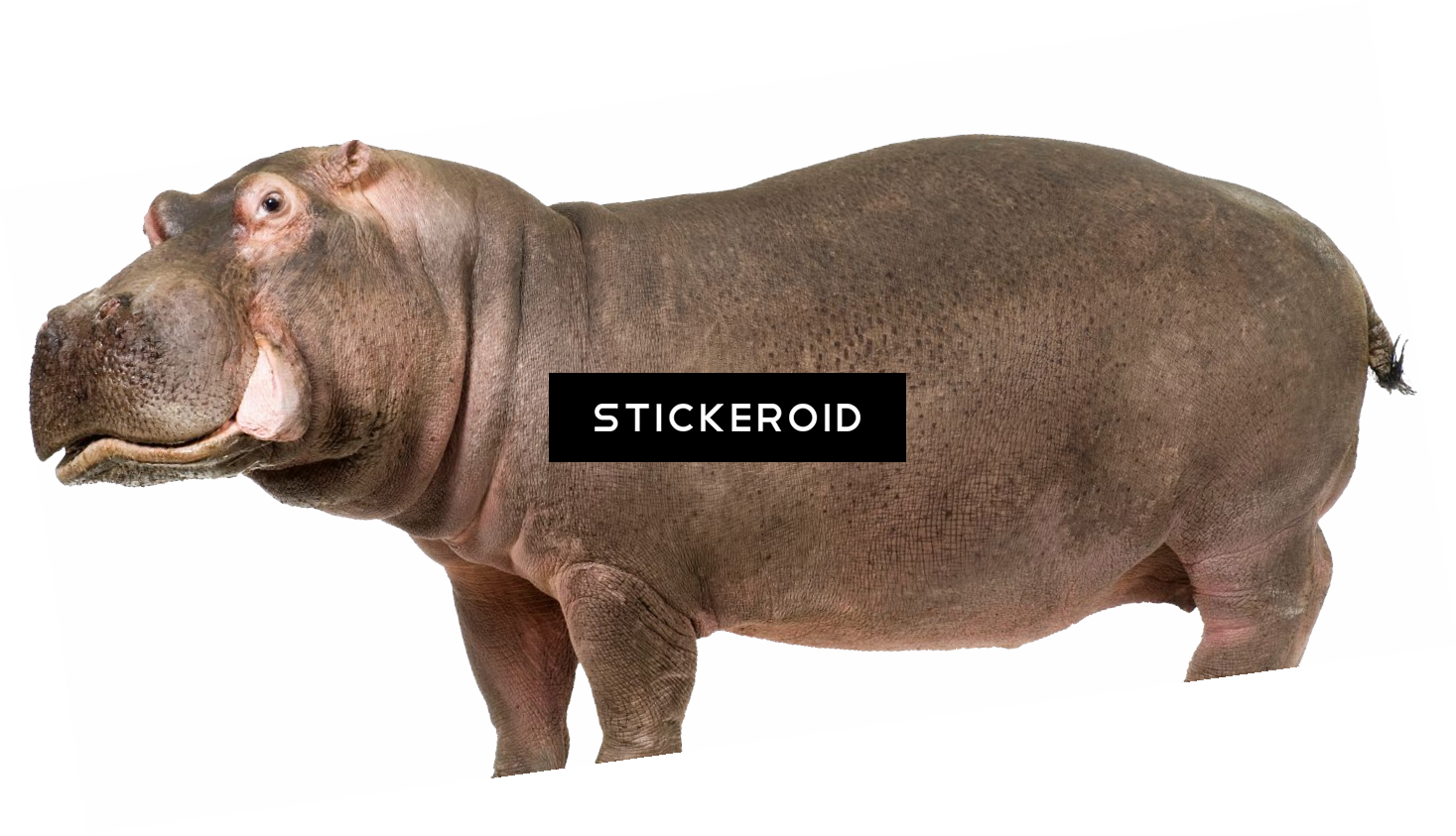 Hippo (1467x843), Png Download