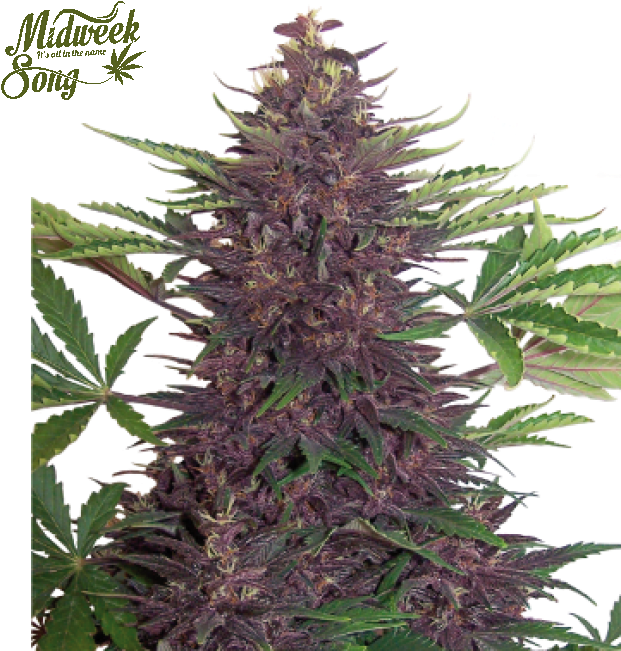 Clipart Black And White Stock Buddha Seeds Auto Cannabis - Buddha Seeds (650x650), Png Download