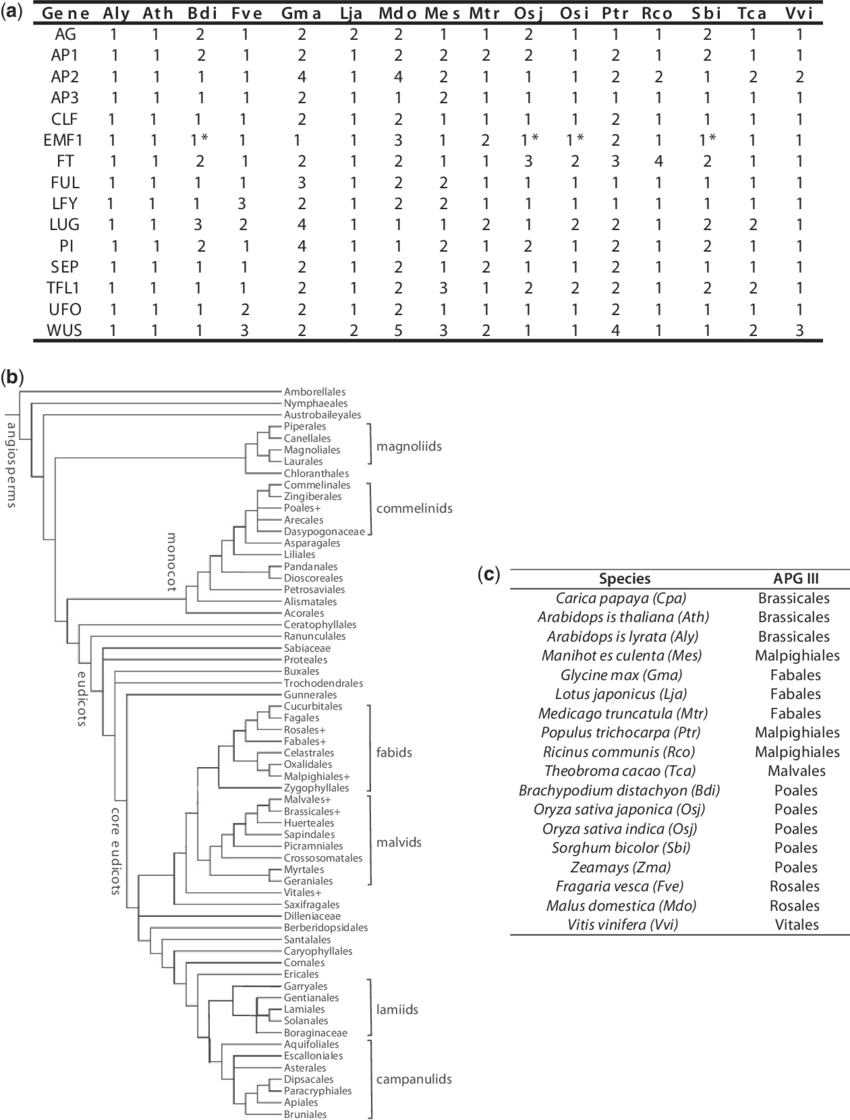 Gene Conservation Data, Species Used, And Their Placement - Darkness (850x1120), Png Download