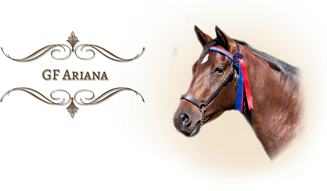 2007 Bay Iberian Warmblood Mare By Multi-national Champion - Academy Awards (1366x768), Png Download