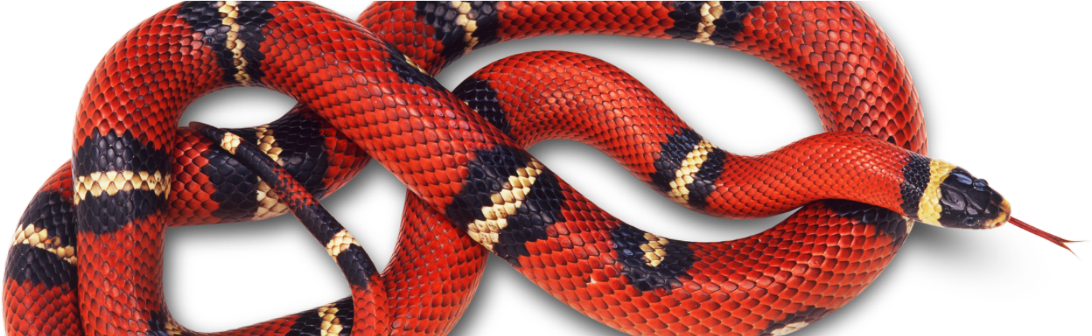 Can We Brain-train Our Emotions A New Study Suggests - Snake Red (1600x480), Png Download