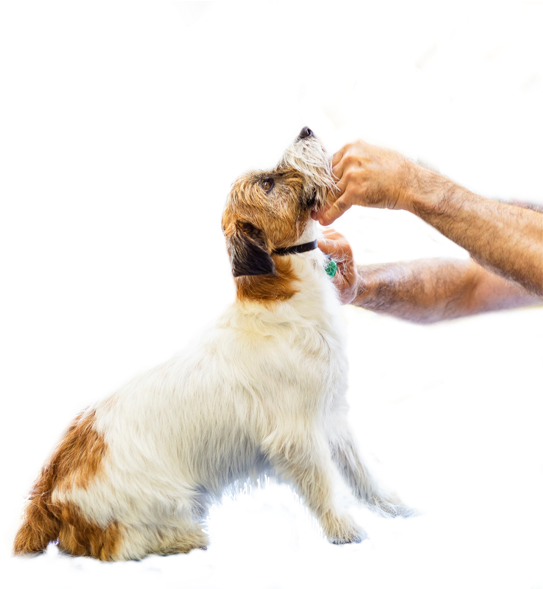 Salone Autorizzato Iv San Bernard Spa - Dog Catches Something (542x625), Png Download