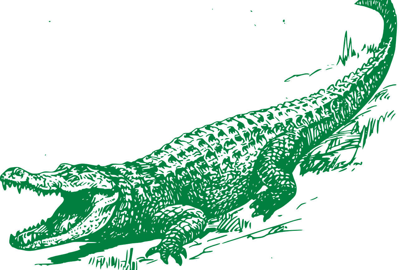 Clip Art With Transparent Background - Crocodile Black And White (1280x868), Png Download