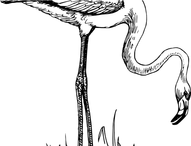 Flamingo Clipart Black And White - Flamingo Bird Black And White (640x480), Png Download