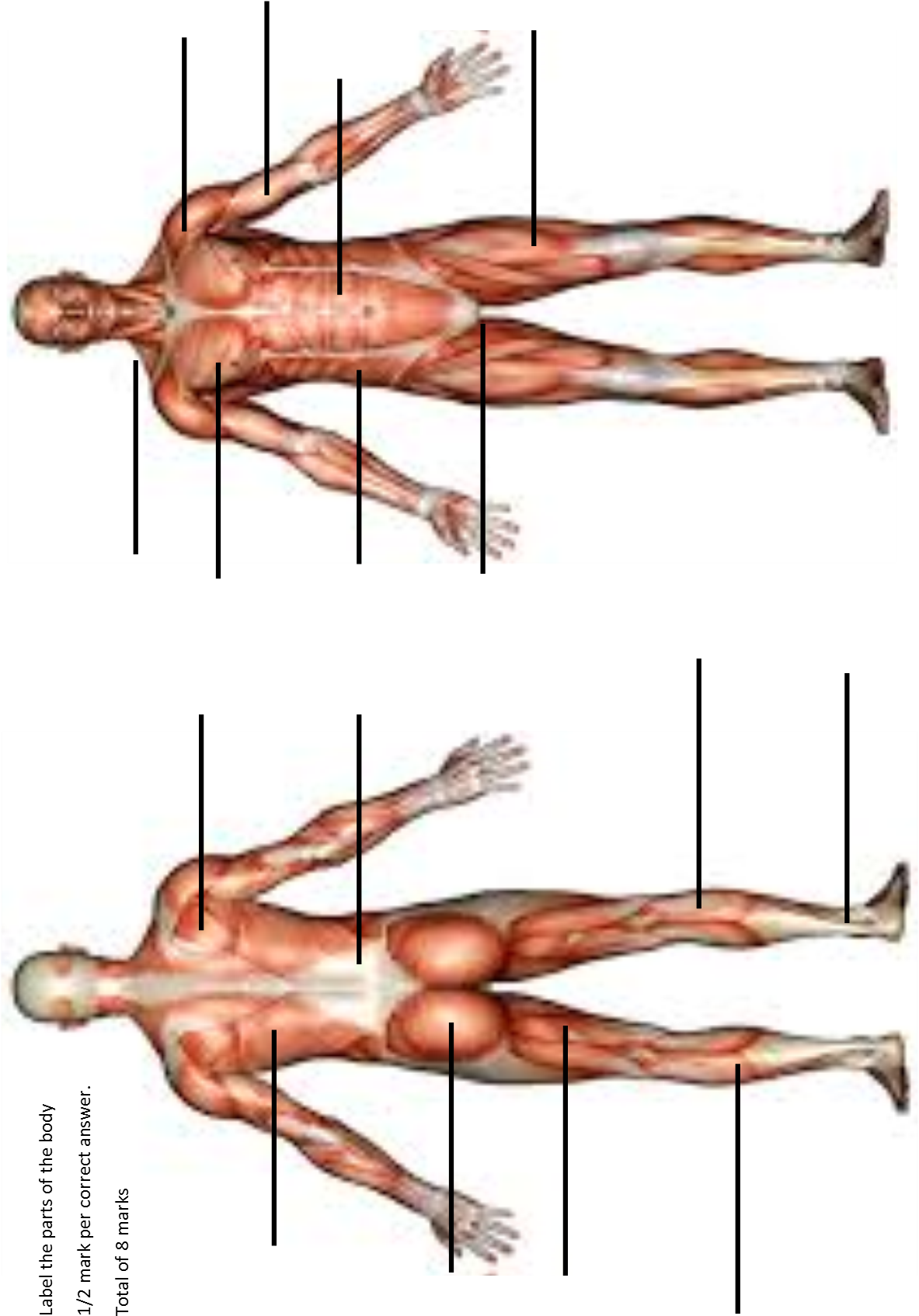 Muscle Origins And Insertions - Art Print: Anatomy Of Male Muscular System, Front View, (1182x1701), Png Download