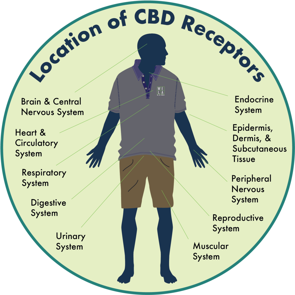 Location Of Cbd Receptors - Cannabinoid Receptor (1000x1110), Png Download